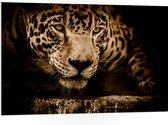 WallClassics - PVC Schuimplaat- Bruine Jaguar - 105x70 cm Foto op PVC Schuimplaat