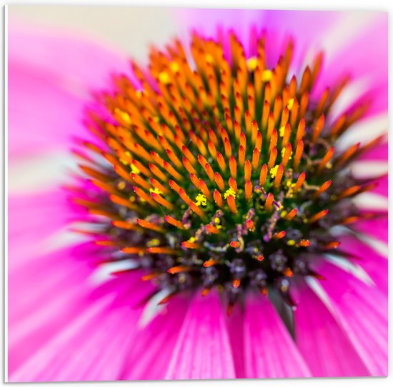 PVC Schuimplaat - Close-up van Binnenkant Roze Zonnehoed Bloem - 50x50 cm Foto op PVC Schuimplaat (Met Ophangsysteem)