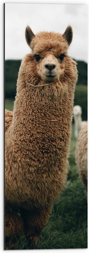 WallClassics - Dibond - Bruine Alpaca Familie in het Gras - Huacaya's - 30x90 cm Foto op Aluminium (Met Ophangsysteem)