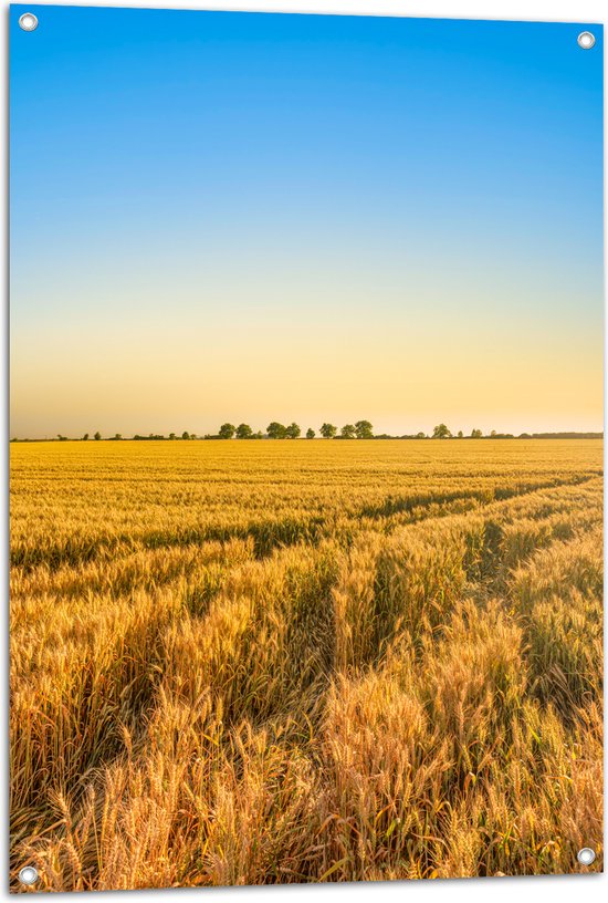 Tuinposter – Graanveld bij Zonsopkomst - 70x105 cm Foto op Tuinposter (wanddecoratie voor buiten en binnen)