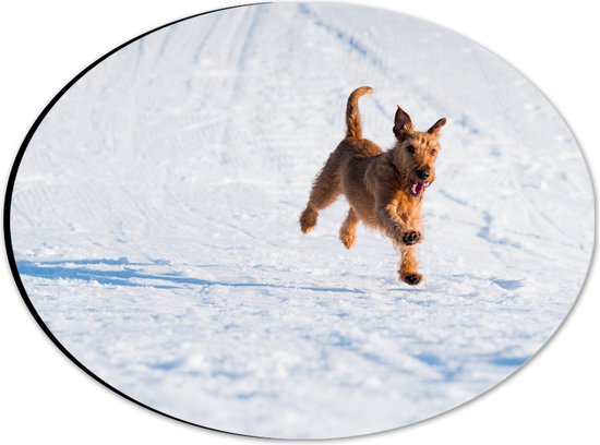 WallClassics - Dibond Ovaal - Bruine Hond rennend in de Sneeuw - 28x21 cm Foto op Ovaal (Met Ophangsysteem)