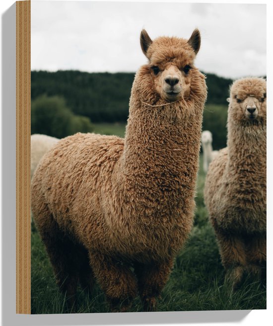 WallClassics - Hout - Bruine Alpaca Familie in het Gras - Huacaya's - 30x40 cm - 9 mm dik - Foto op Hout (Met Ophangsysteem)