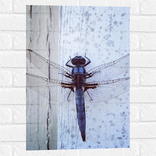 Muursticker - Paars Blauwe Libelle op Witte Muur - 40x60 cm Foto op Muursticker