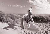 Fotobehang - Vlies Behang - Paarden galopperend langs het strand - 152,5 x 104 cm