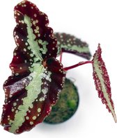 Begonia Variablis Patch 2