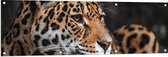 WallClassics - Tuinposter – Wegkijkende Stoere Panter - 150x50 cm Foto op Tuinposter (wanddecoratie voor buiten en binnen)