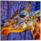 WallClassics - Dibond - Zijaanzicht van Etende Giraffe - 50x50 cm Foto op Aluminium (Wanddecoratie van metaal)