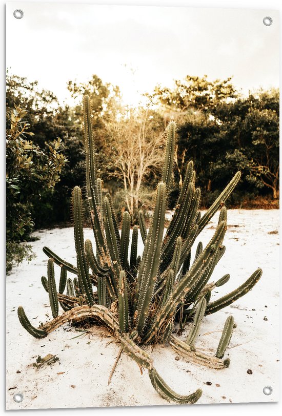 Tuinposter – Groep Cactussen bij Bosrand in de Duinen - 60x80 cm Foto op Tuinposter (wanddecoratie voor buiten en binnen)