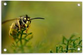 WallClassics - Tuinposter – Wesp op Groene Takken - 60x40 cm Foto op Tuinposter (wanddecoratie voor buiten en binnen)