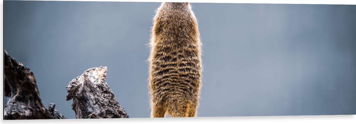 Dibond - Stokstaartje Staand op Boomstam - 120x40 cm Foto op Aluminium (Met Ophangsysteem)