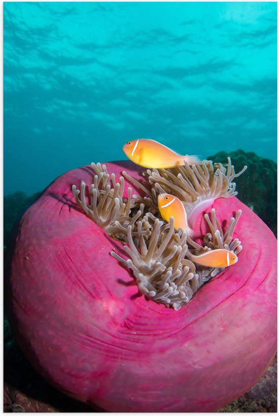 Poster Glanzend – Oranje Vissen bij Roze Plant in Water - 40x60 cm Foto op Posterpapier met Glanzende Afwerking