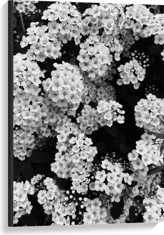Canvas - Dicht Begroeide Bloemen Struik (Zwart- wit) - 60x90 cm Foto op Canvas Schilderij (Wanddecoratie op Canvas)