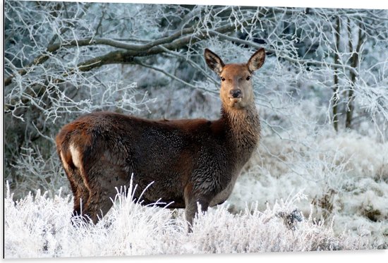 WallClassics - Dibond - Hert in de Koude Bossen - 105x70 cm Foto op Aluminium (Wanddecoratie van metaal)