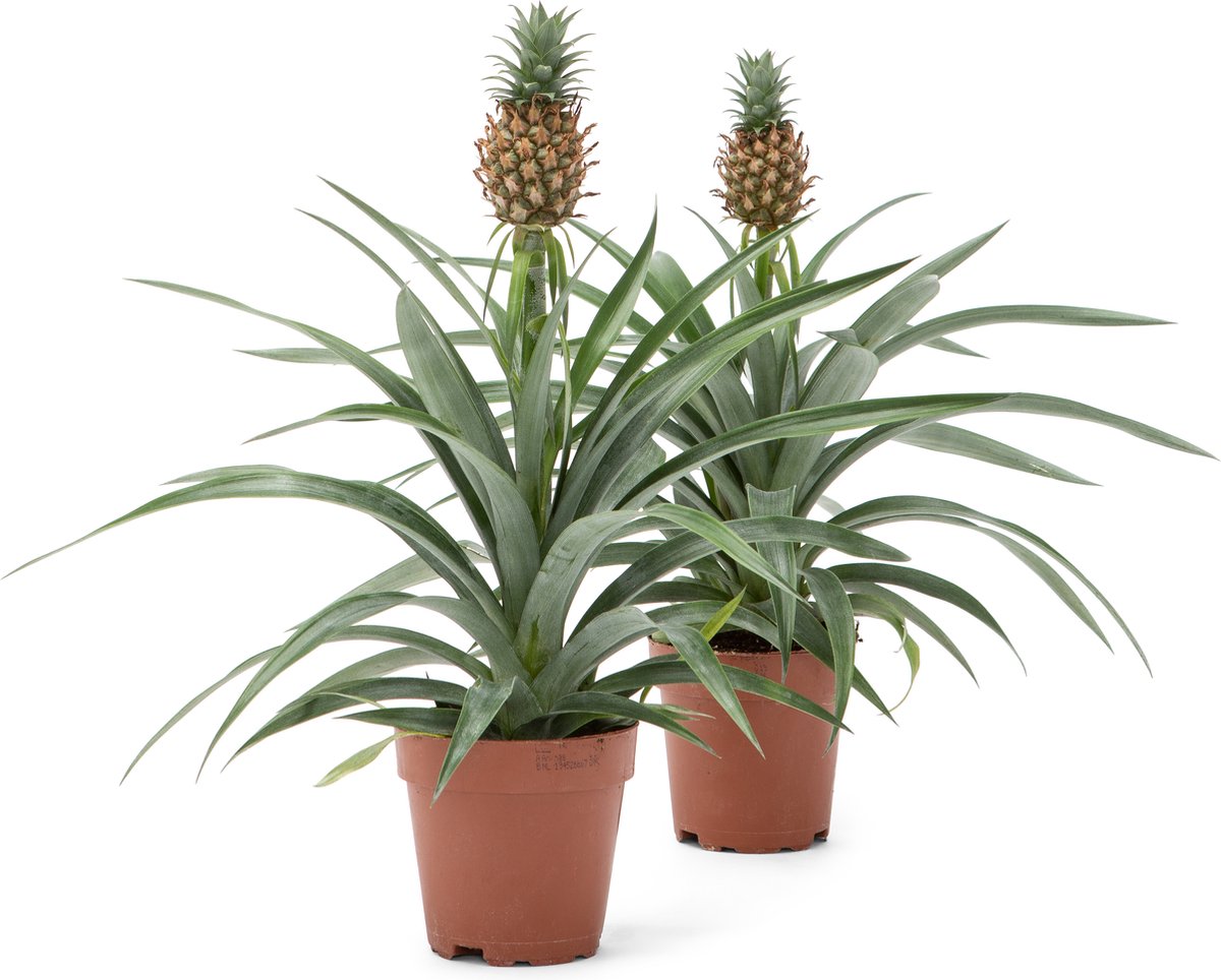 WL Plants - 2x Ananasplant - Ananas Comosus - Kamerplanten - Bromelia - Anti Snurk - Zeer Luchtzuiverend - Gemakkelijk Te Verzorgen - ± 45cm hoog - 12 cm diameter - In Kweekpot