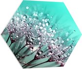 WallClassics - PVC Schuimplaat Hexagon  - Close up van Waterdruppels op Paardenbloem - 80x69.6 cm Foto op Hexagon (Met Ophangsysteem)
