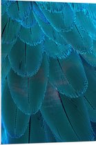WallClassics - PVC Schuimplaat - Blauwe Veren - 70x105 cm Foto op PVC Schuimplaat (Met Ophangsysteem)