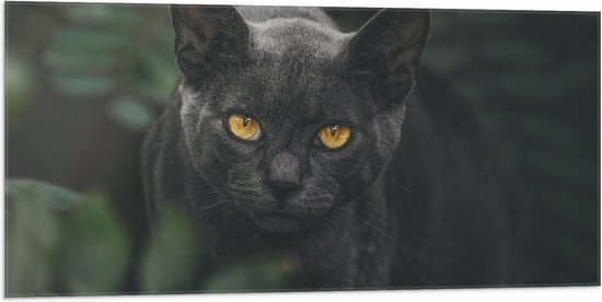 WallClassics - Vlag - Burmese Kat - 100x50 cm Foto op Polyester Vlag