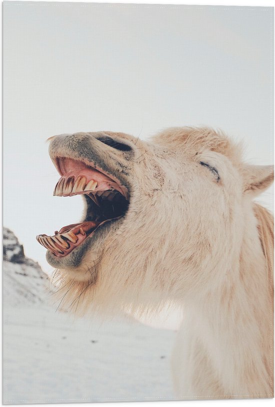 WallClassics - Drapeau - Islandais Bâillant - 40x60 cm Photo sur Drapeau Polyester