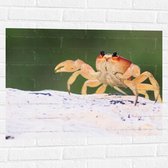 WallClassics - Muursticker - Krab in het Zand - 80x60 cm Foto op Muursticker