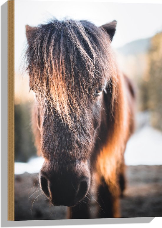 WallClassics - Hout - Slapende Shetlander - 40x60 cm - 9 mm dik - Foto op Hout (Met Ophangsysteem)