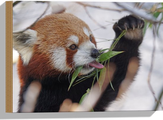 WallClassics - Hout - Kleine Panda Etend aan Blaadje - 40x30 cm - 9 mm dik - Foto op Hout (Met Ophangsysteem)
