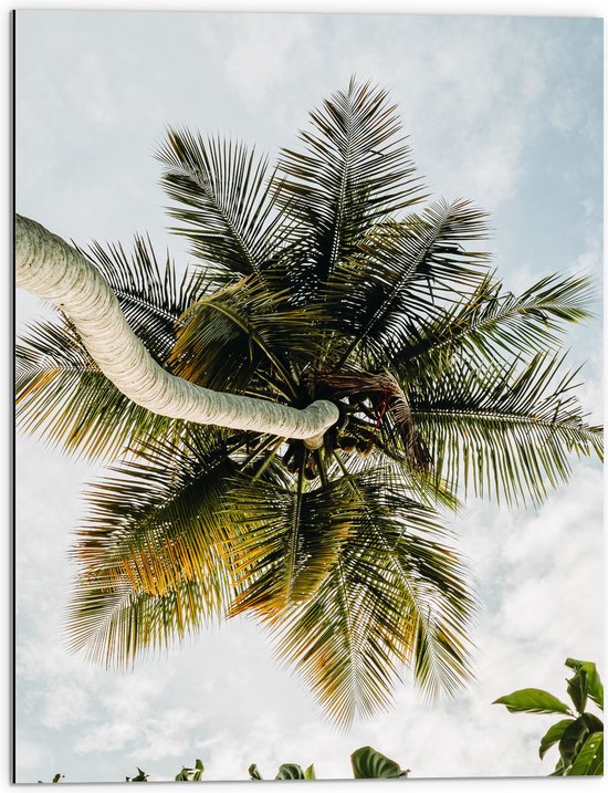 Dibond - Palmboom vanaf onder - 60x80 cm Foto op Aluminium (Met Ophangsysteem)