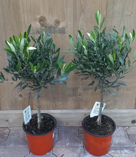 2 Olijfboompjes 50 cm hoog Olea Europea Olijfbomen