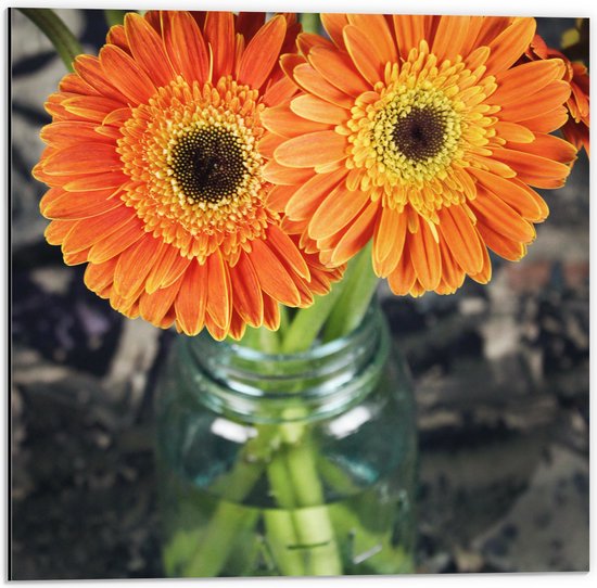 Dibond - Oranje Gerbera Jamesonii Bloemen - 50x50 cm Foto op Aluminium (Met Ophangsysteem)