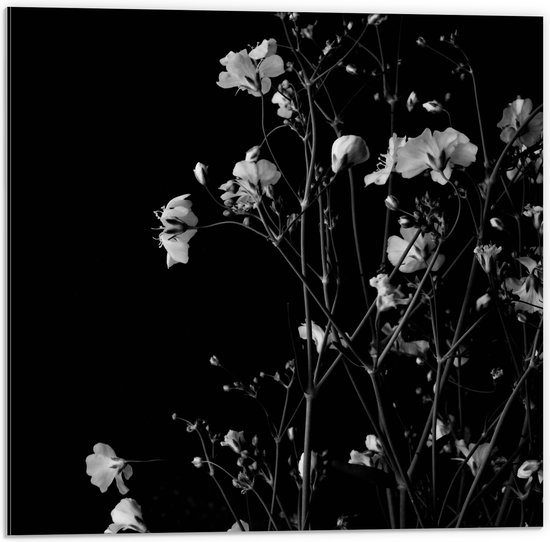 Dibond - Sluierkruid Bloemen Zwart/Wit - 50x50 cm Foto op Aluminium (Wanddecoratie van metaal)