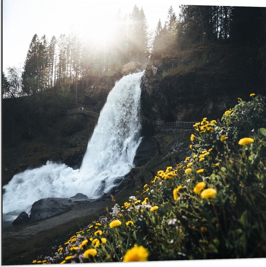 WallClassics - Dibond - Groepje Paardenbloemen bij Waterval met Zonlicht - 80x80 cm Foto op Aluminium (Met Ophangsysteem)