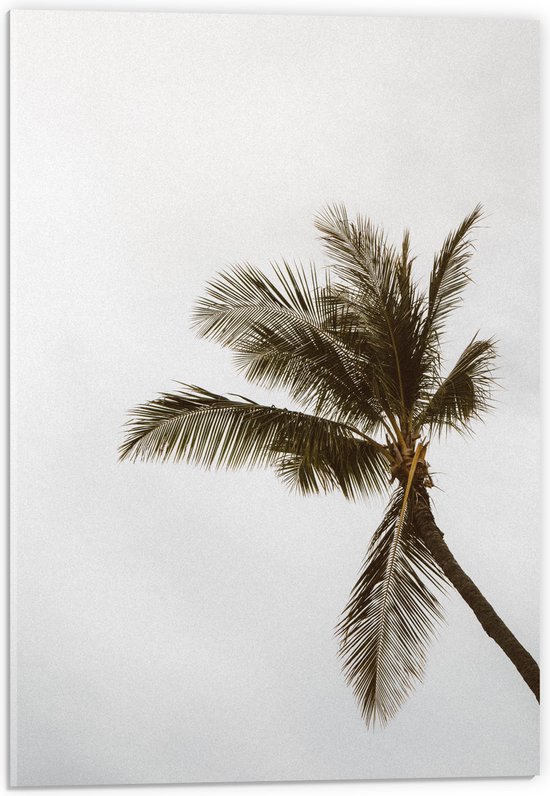 Acrylglas - Palmboom in de Wind - 40x60 cm Foto op Acrylglas (Wanddecoratie op Acrylaat)