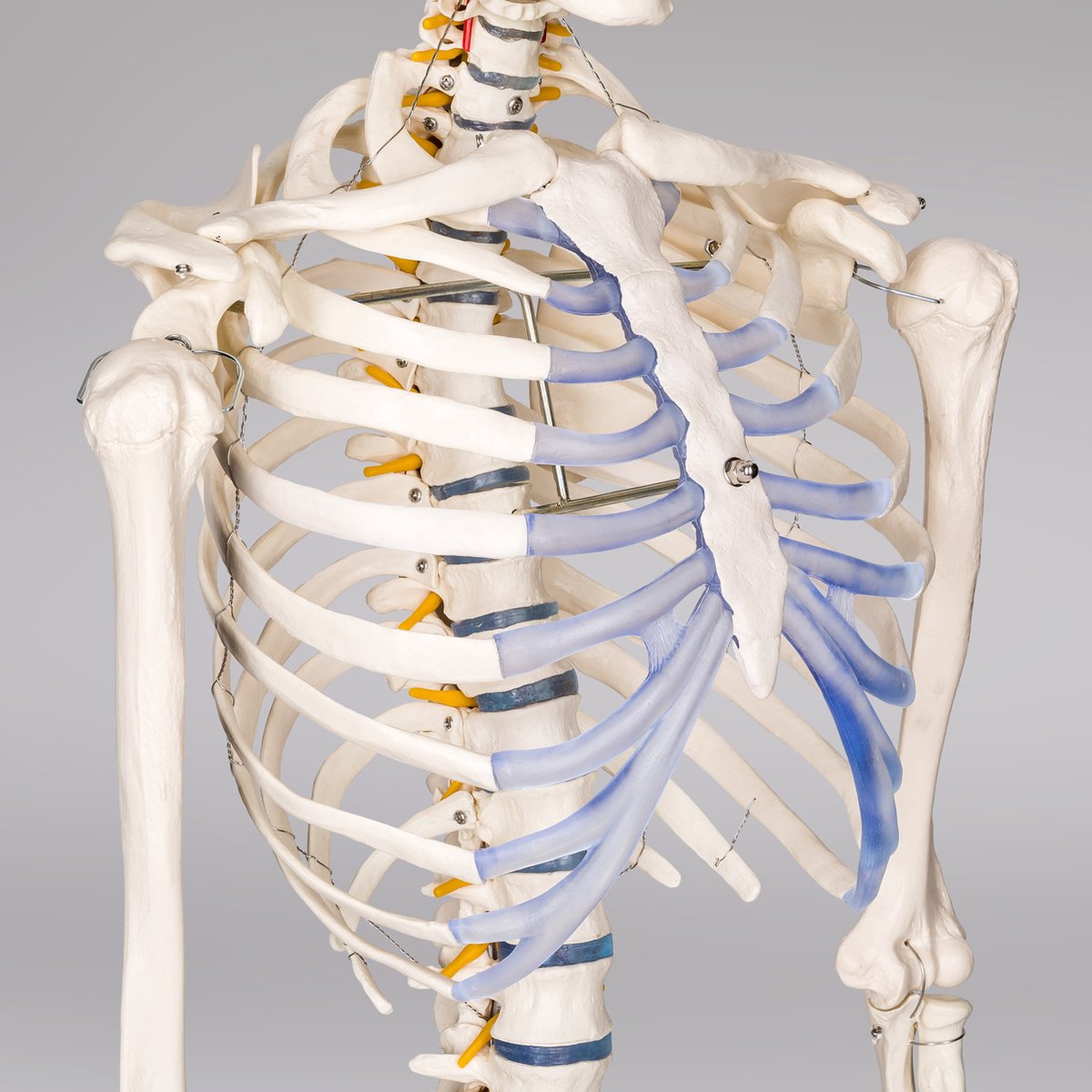 tectake® Anatomie Skelet - 181cm - Levensgroot Medisch Model op Staandaard met Wielen - Beweegbaar - Afneembare Onderdelen - incl. Poster met Spieren en Botten — afbeelding 8