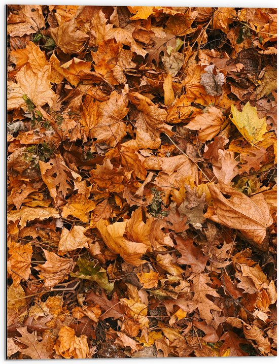 Dibond - Herfst Bladeren - 60x80 cm Foto op Aluminium (Met Ophangsysteem)