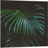 Vlag - Groene Palmbladeren - 80x80 cm Foto op Polyester Vlag
