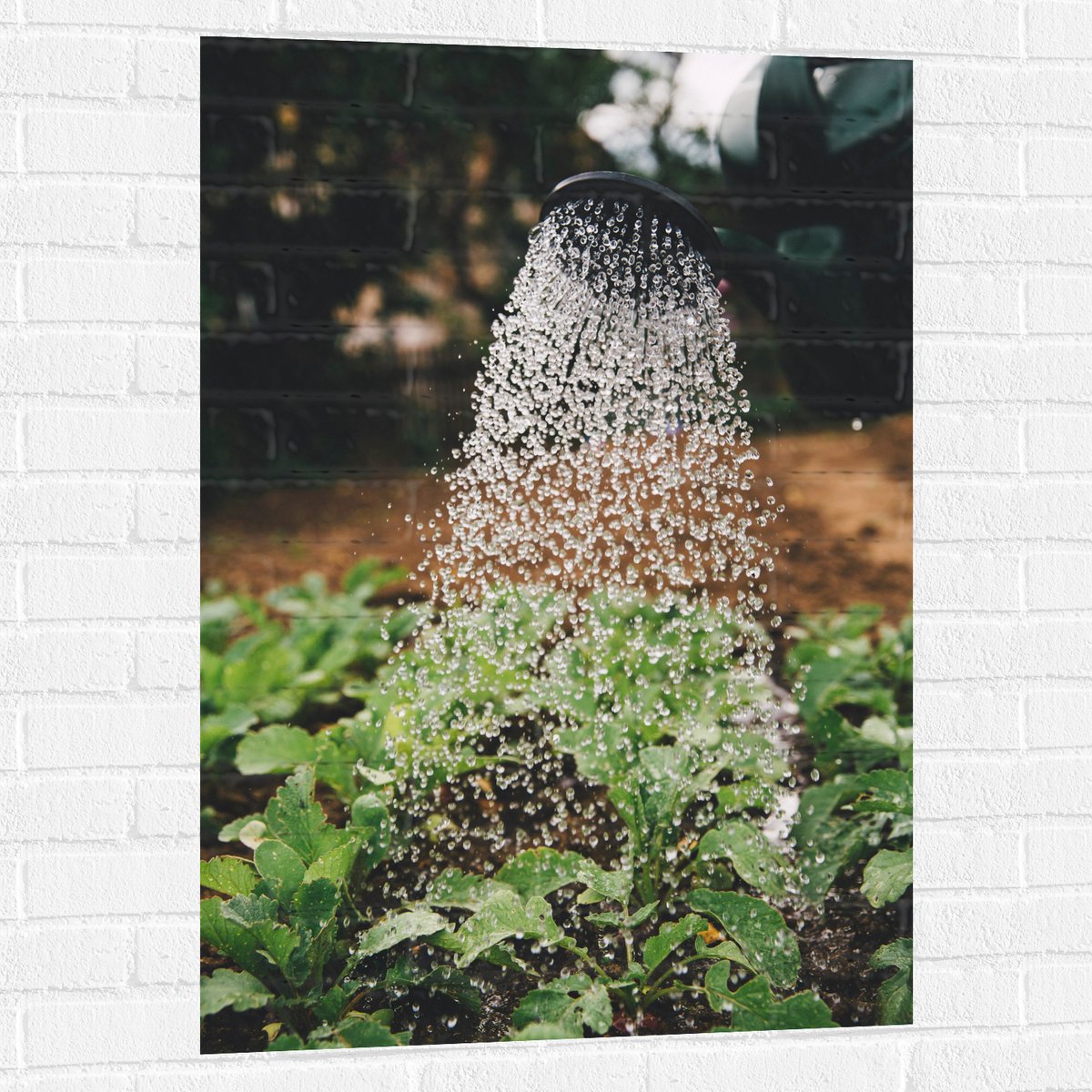 Muursticker - Planten Water Geven met Gieter - 70x105 cm Foto op Muursticker