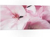 PVC Schuimplaat - Roze Bloemen - 100x50 cm Foto op PVC Schuimplaat (Met Ophangsysteem)