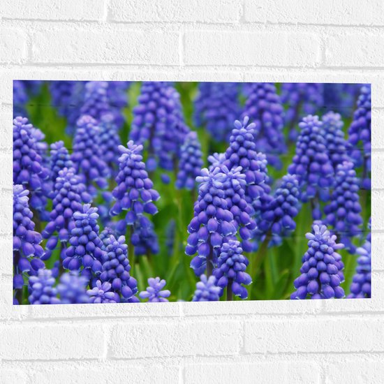 Muursticker - Paarse Muscari - 60x40 cm Foto op Muursticker