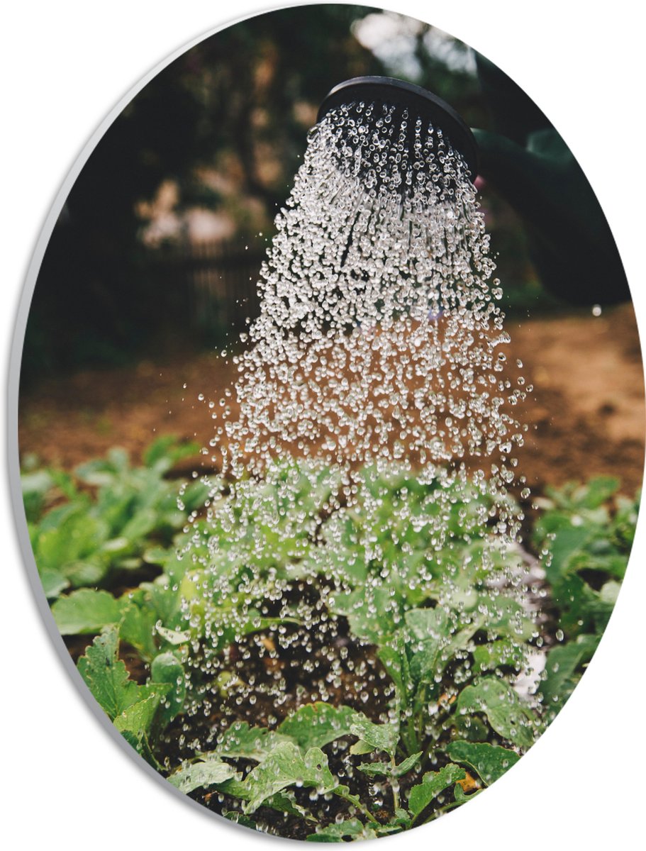 PVC Schuimplaat Ovaal - Planten Water Geven met Gieter - 21x28 cm Foto op Ovaal (Met Ophan
