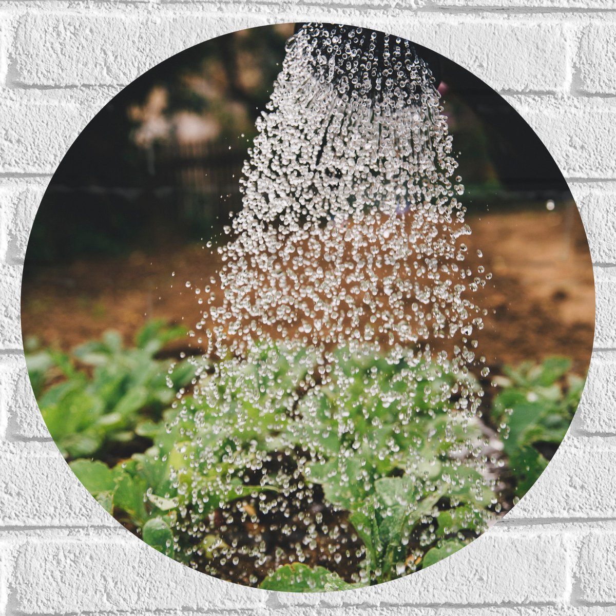 Muursticker Cirkel - Planten Water Geven met Gieter - 50x50 cm Foto op Muursticker