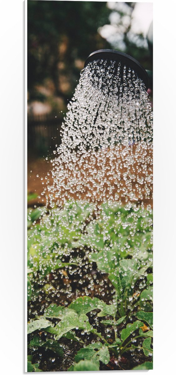 PVC Schuimplaat- Planten Water Geven met Gieter - 20x60 cm Foto op PVC Schuimplaat