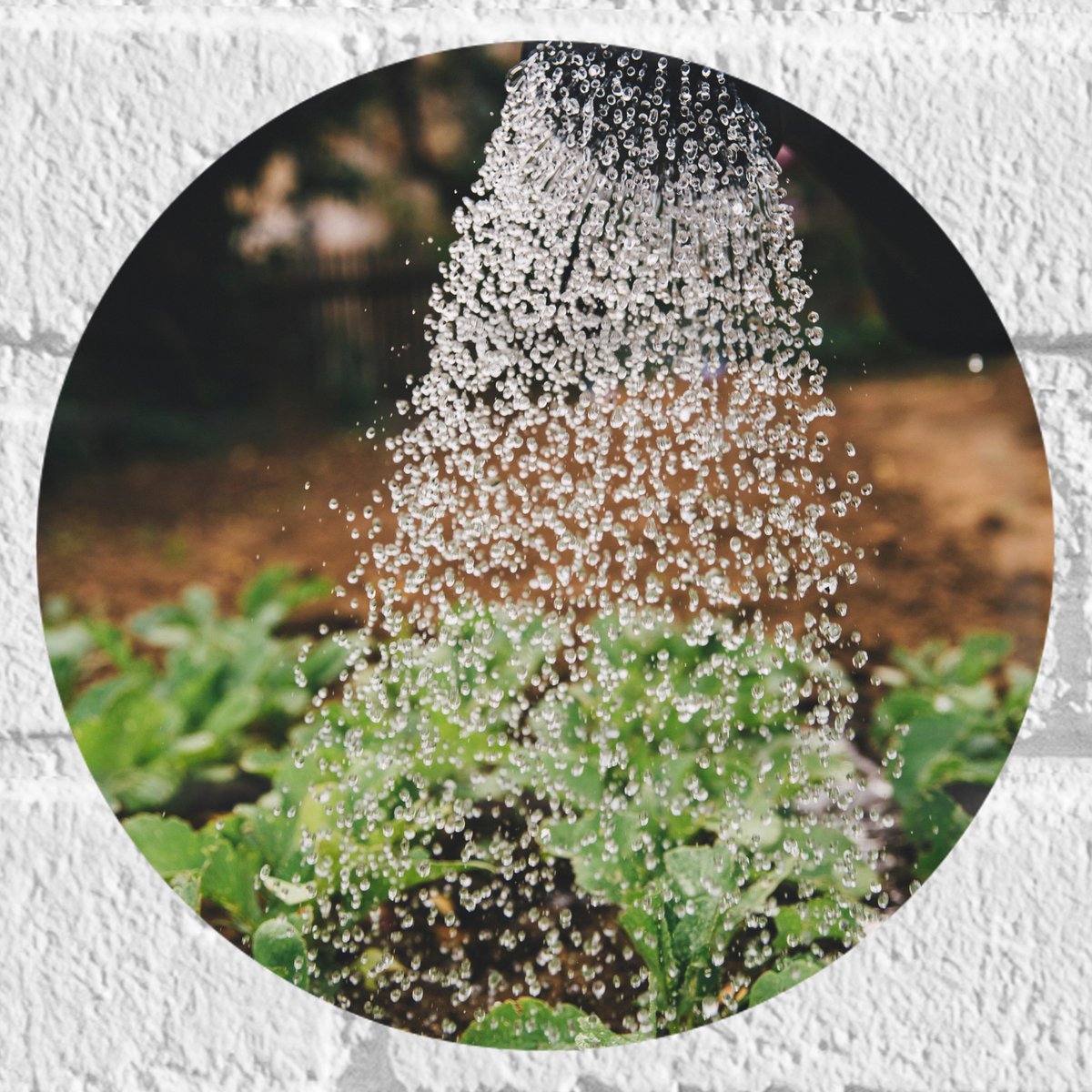 Muursticker Cirkel - Planten Water Geven met Gieter - 20x20 cm Foto op Muursticker