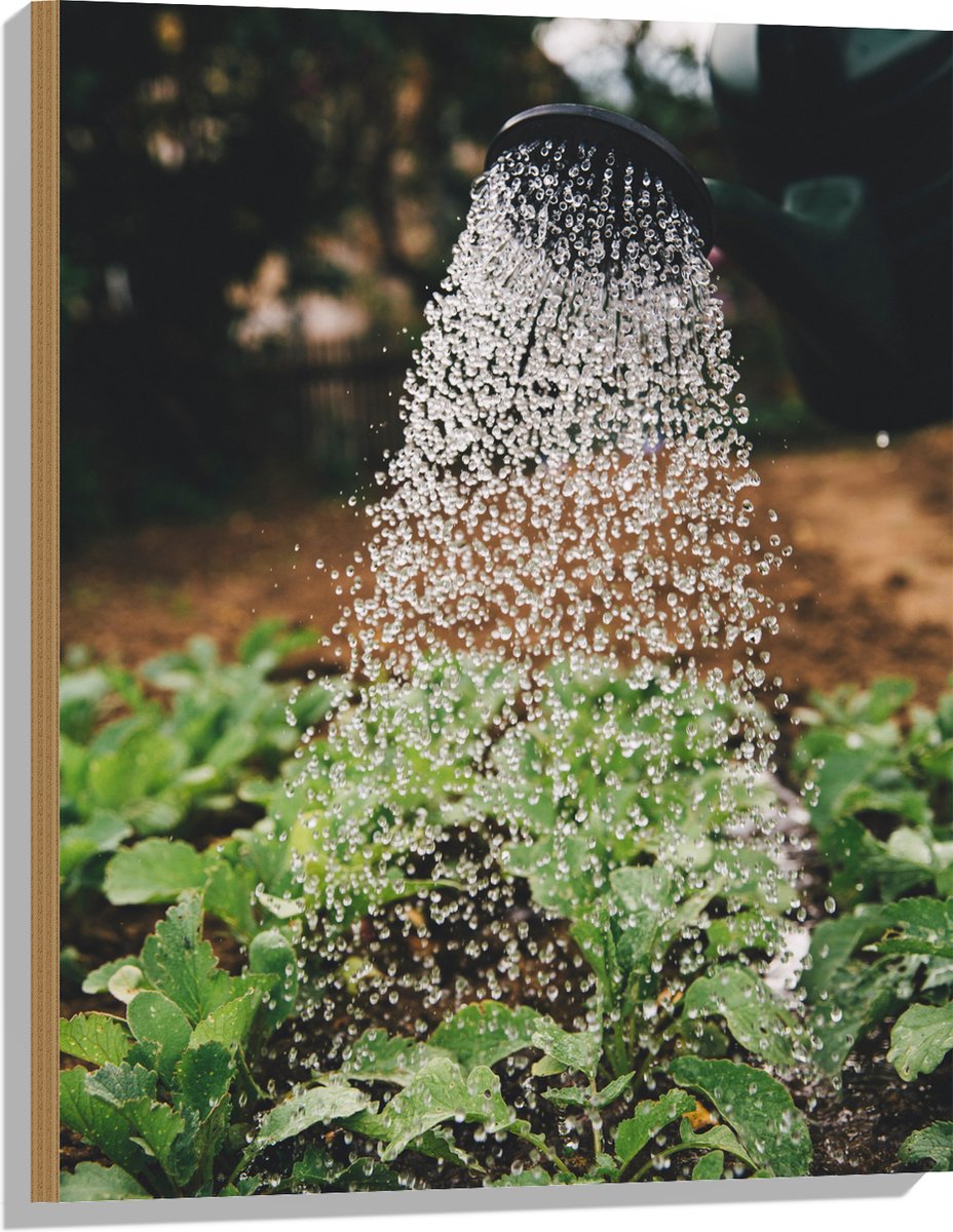 Hout - Planten Water Geven met Gieter - 60x80 cm - 9 mm dik - Foto op Hout (Met Ophangsyst