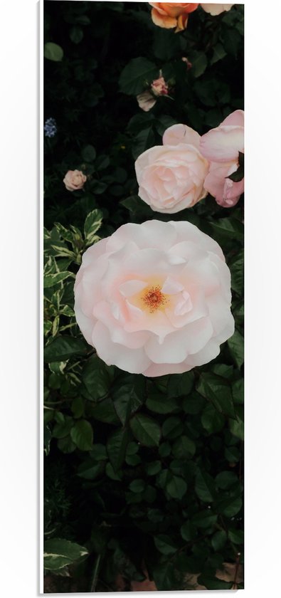 WallClassics - PVC Schuimplaat - Japanse Camellia Bloem op Groene Struik - 20x60 cm Foto op PVC Schuimplaat (Met Ophangsysteem)