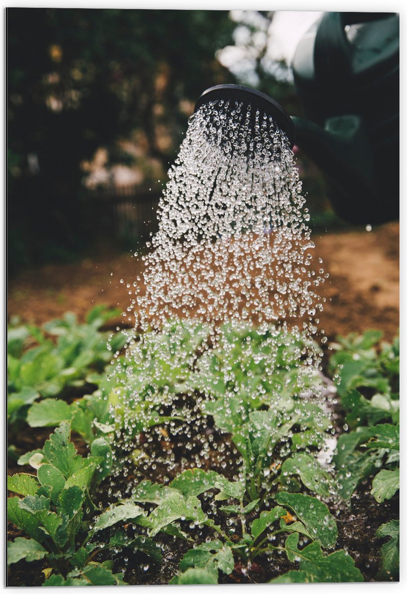 Dibond - Planten Water Geven met Gieter - 70x105 cm Foto op Aluminium (Wanddecoratie van m
