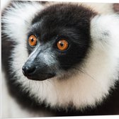 WallClassics - Plaque de Mousse PVC - Singe Vari aux Yeux Marrons de Près - 80x80 cm Photo sur Plaque de Mousse PVC