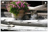 WallClassics - Tuinposter – Kat liggend in de Schaduw van een Bloempot - 60x40 cm Foto op Tuinposter (wanddecoratie voor buiten en binnen)
