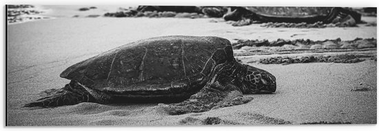 WallClassics - Dibond - Reuzeschildpadden op het Strand - Zwart Wit - 60x20 cm Foto op Aluminium (Met Ophangsysteem)