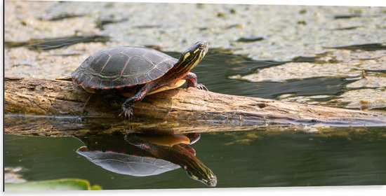 WallClassics - Dibond - Schildpad op Boomstam in Groen Water - 100x50 cm Foto op Aluminium (Wanddecoratie van metaal)