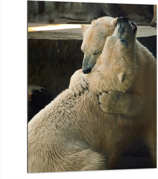WallClassics - Dibond - Twee Grote Knuffelende IJsberen - 75x100 cm Foto op Aluminium (Wanddecoratie van metaal)