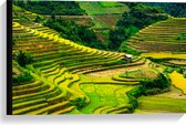 Canvas - Felkleurige Rijstvelden in Vietnam - 60x40 cm Foto op Canvas Schilderij (Wanddecoratie op Canvas)
